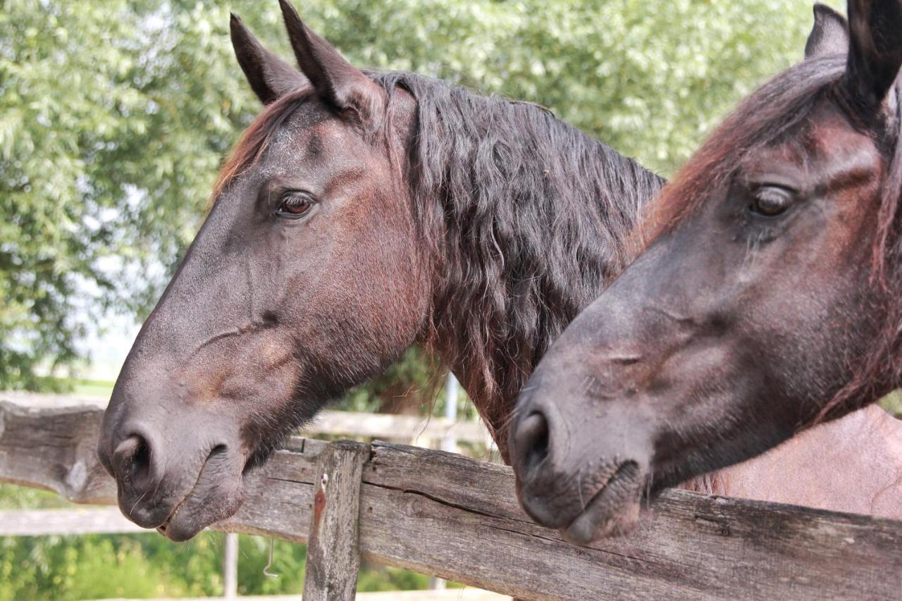 Apartment Het Friesche Paard Purmer Bagian luar foto